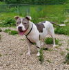adoptable Dog in  named Chyna (6730)