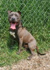 adoptable Dog in  named Ziva (6724)