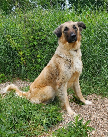 adoptable Dog in Lake City, MI named Grizzly (6729)