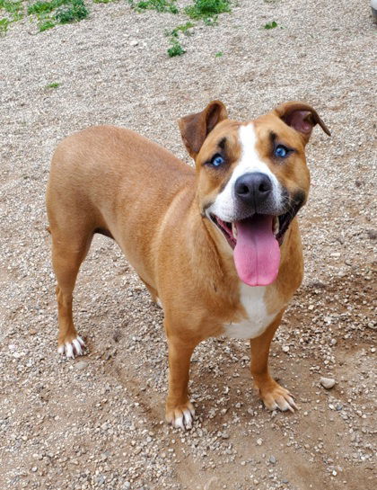 adoptable Dog in Lake City, MI named Lucy (6756)