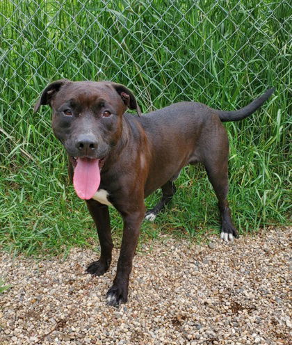 adoptable Dog in Lake City, MI named Jerome (6757)