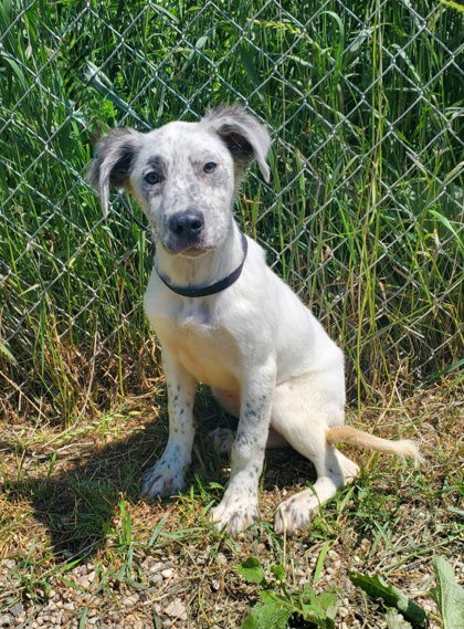 adoptable Dog in Lake City, MI named Cinnamon (6770)