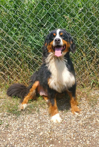 adoptable Dog in Lake City, MI named Bella (6774)