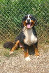 adoptable Dog in  named Bella (6774)