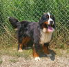 adoptable Dog in  named Rocky (6775)