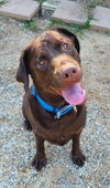 adoptable Dog in  named Bailey (6776)