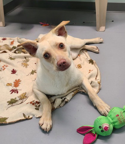 picture of the dog needing adoption