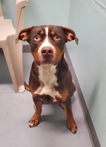 picture of the dog needing adoption