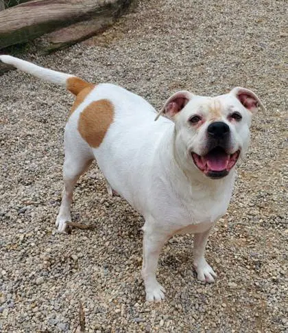 Athena - Pit Bull Terrier