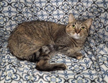 picture of the cat needing adoption