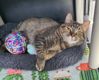 picture of the cat needing adoption