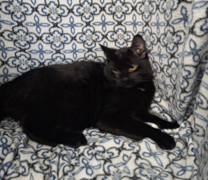 picture of the cat needing adoption