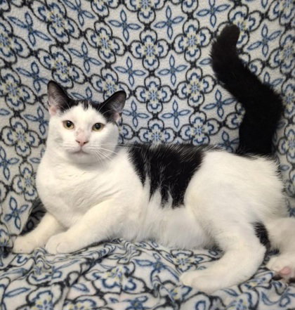 picture of the cat needing adoption