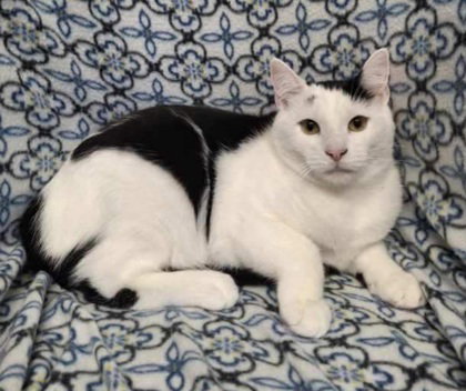picture of the cat needing adoption