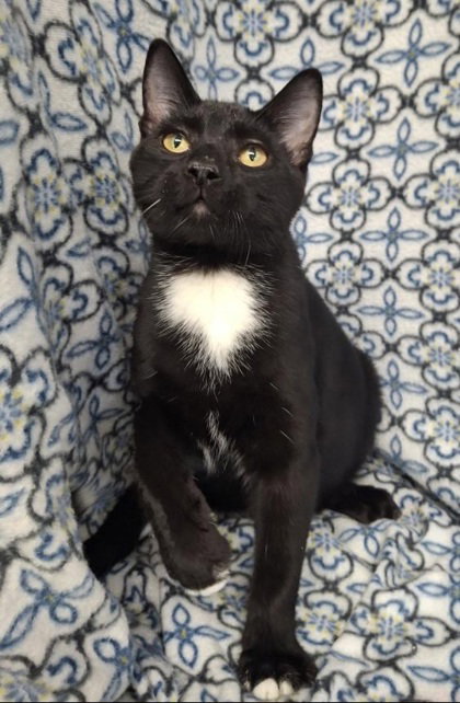 picture of the cat needing adoption