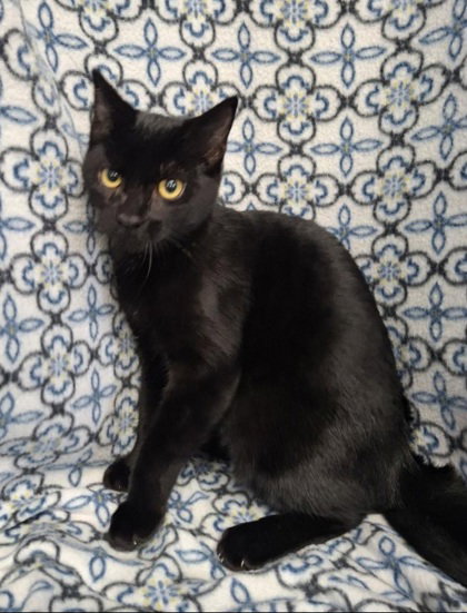 picture of the cat needing adoption