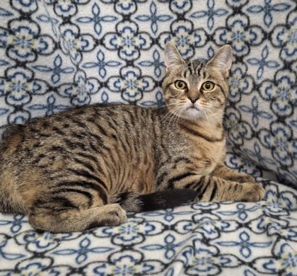picture of the cat needing adoption