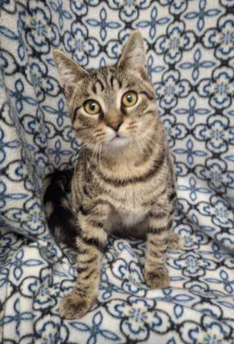 picture of the cat needing adoption