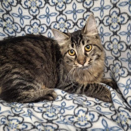 picture of the cat needing adoption