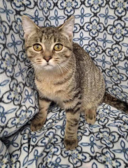 picture of the cat needing adoption