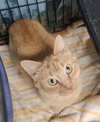6778 (Ginger)