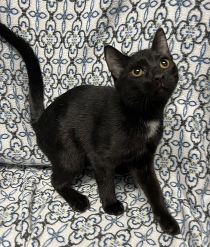 picture of the cat needing adoption
