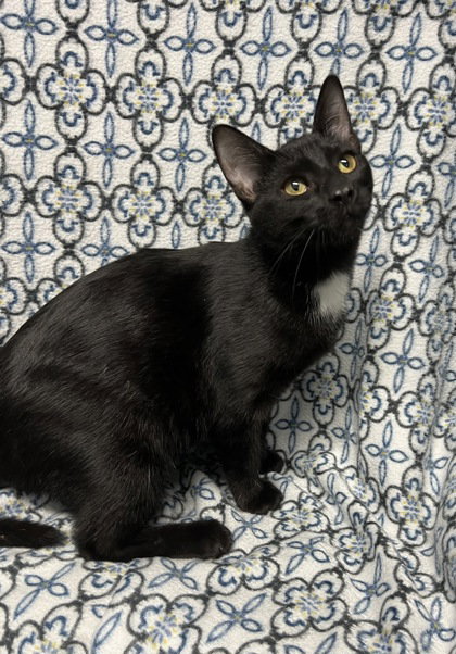 picture of the cat needing adoption
