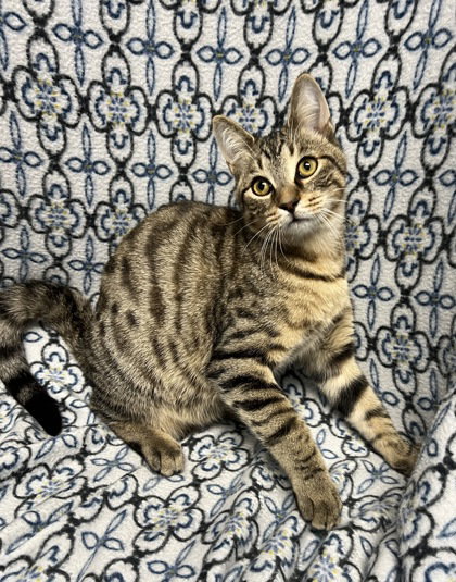 picture of the cat needing adoption