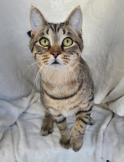 picture of the cat needing adoption