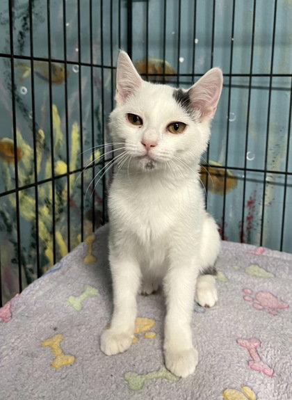 picture of the cat needing adoption