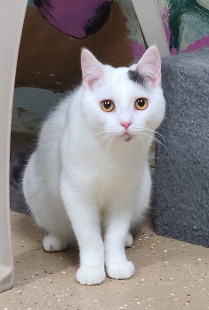 6795 (NIBBLES) - Domestic Short Hair available for adoption