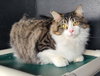 6796 (Fizzlepop) - Photo 1