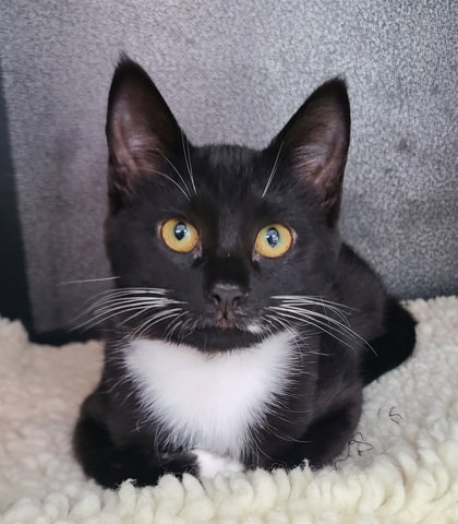 picture of the cat needing adoption