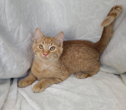 picture of the cat needing adoption
