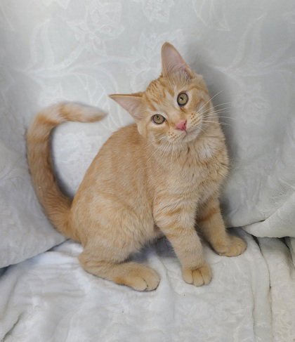 picture of the cat needing adoption