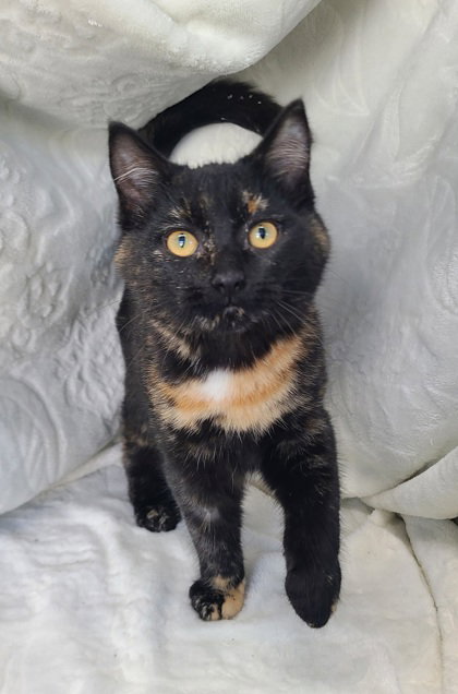 picture of the cat needing adoption