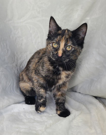 picture of the cat needing adoption