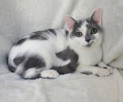 picture of the cat needing adoption