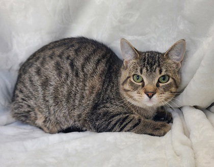 picture of the cat needing adoption
