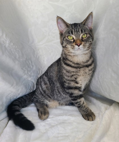 picture of the cat needing adoption