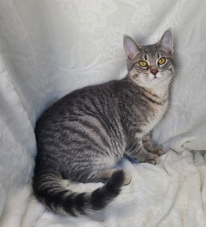 picture of the cat needing adoption