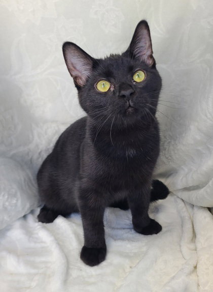 picture of the cat needing adoption