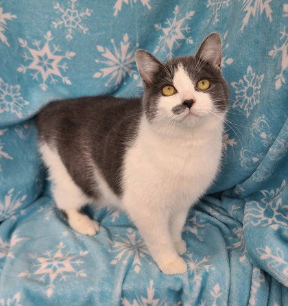 picture of the cat needing adoption