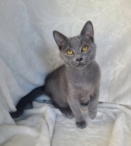 picture of the cat needing adoption