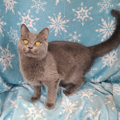 picture of the cat needing adoption