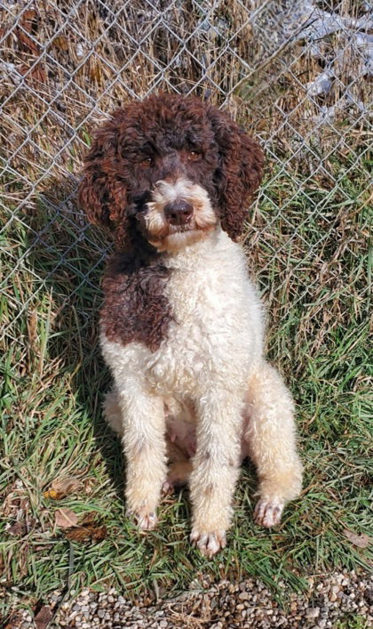picture of the dog needing adoption