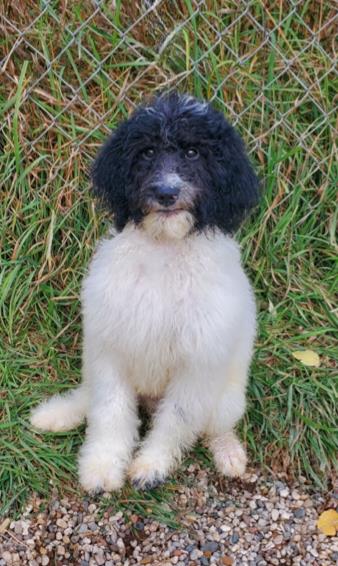 picture of the dog needing adoption