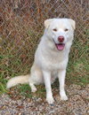Max (6952) - Photo 1