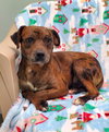 Pinto (6888) - Photo 1