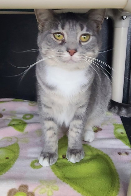 6784 (SKY LAB) - Domestic Short Hair available for adoption